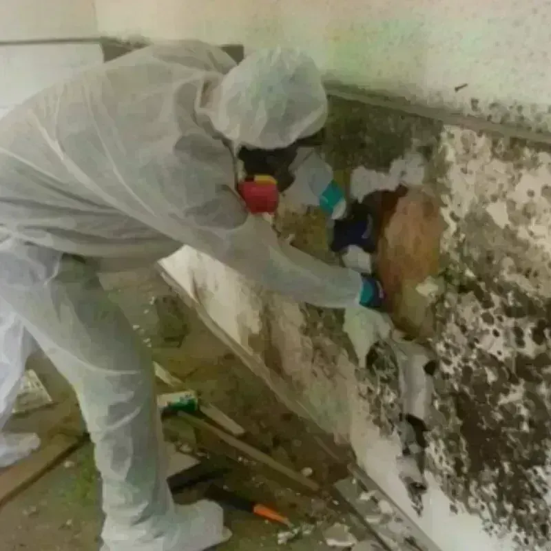 Mold Remediation and Removal in Colusa County, CA